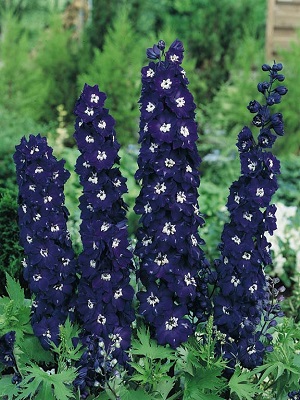 DELPHINIUM Giant King Arthur